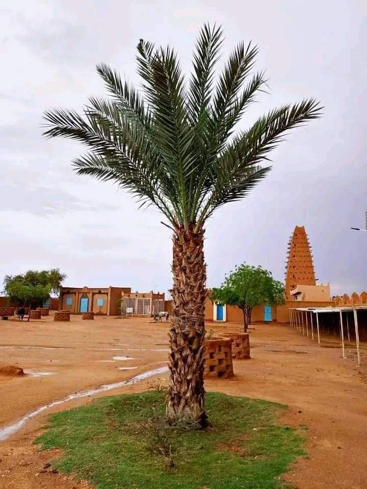 Sacred Echoes: The Mosque of Agadez ~ Feather of the Desert